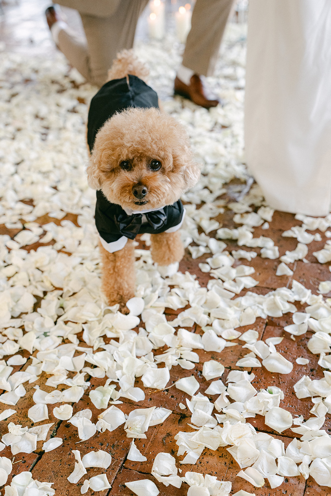 Dog included in surprise marriage proposal on Amalfi Coast terrace